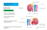 Anomalias CongéNitas de vías urinarias