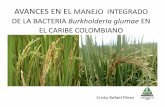 004   avances en el manejo integrado de la bacteria burkholderia glumae en el caribe colombiano, cristo perez
