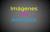 Imágenes de animales