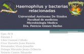 Haemophilus y bacterias relacionadas