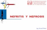 Nefritis   Y  Nefrosis