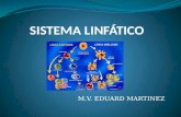 Histologia del Sistema linfático
