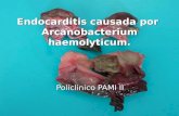 Endocarditis causada por  arcanobacterium haemolyticum