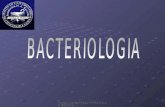 Bacterias i reino procariote