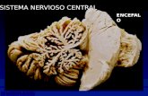 Presentacion sistema nervioso