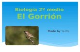 Biología 2º medio - el gorrion