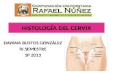 Histologia del cervix