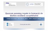 Dra Cristina García (UB) - QUORUM SENSING REGULA LA FORMACIÓ DE BIOFILM ENVIBRIO SCOPHTHALMI