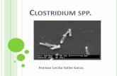 Clostridium spp.