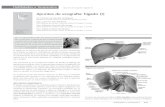 Ecografía del hígado