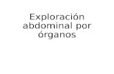 Exploración abdominal por órganos