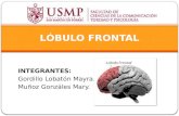 Lóbulo frontal