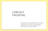 Lobulo frontal 2