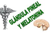 Pineal y melatonina