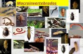 2 Prat Los Macroinvertebrados (Quito Agost09)V3