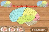 El cerebro humano modulo 6101