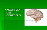 3.Anatomia Del Cerebelo