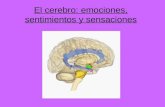 El cerebro: Sentimientos, emociones e ilusiones ópticas.