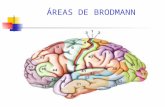 Áreas de Brodmann
