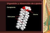 Medicina - Bioquimica Lipidos Estructura y Digestion