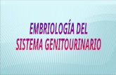 EMBRIOLOGIA DE APARATO GENITAL Y GENITOURINARIO