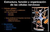 Sistema nervioso, clasificación neuronal, sinapsis e impulso nervioso