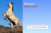 Anatomia Miologia Cervical