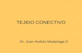 Histologia - 04 - Conectivo.06.04.09