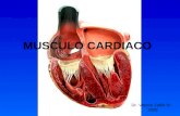 Histologia - 10 - Musculo Cardiaco.01.06.09