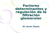 Factores determinantes y regulación de la filtración glomerular