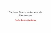 Cadena Transport Ad or A de Electrones
