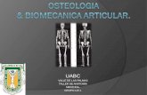 osteologia & articulaciones 1