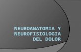 Neuroanatomia y Neurofisiologia Del Dolor