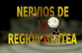 NERVIOS DE LA REGIÓN GLÚTEA 3 parcial 2007