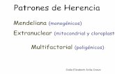Patrones de Herencia mitocondrial