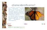 Mariposas monarca y su ruta en Nuevo León