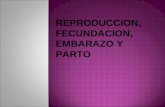 Reproduccion, Fecundacion , Embarazo y Parto2