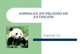 Presentación Power Point sobre animales en peligro de extinción