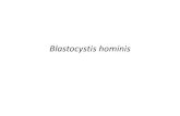 PERE Blastocystis hominis