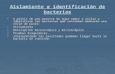 Aislamiento e identificación de bacterias