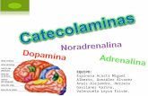 diapositivas de catecolaminas