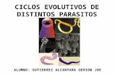 Ciclos Evolutivos de Distintos Parasitos