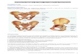 ap - Osteopatía dinámica de pubis