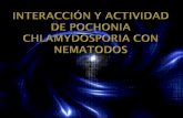 Interacción y actividad de Pochonia chlamydosporia con nematodos