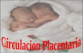 circulación placentaria
