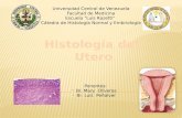 Histologia Del Utero
