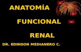 Anatomia Funcional Renal
