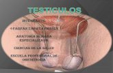 Diapositivas de Anatomia Testiculos (3)Gresly