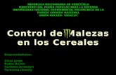 Control de Maleza en Cereales[1]