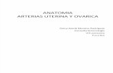 Arterias Uterina y Ovarica